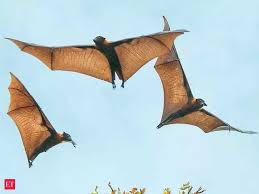 Indian Bat Species