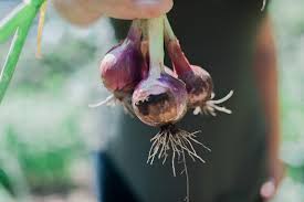 How To Grow Onions Miraclegro