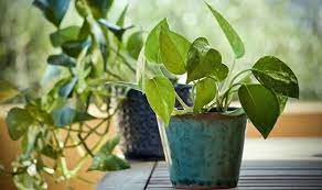 Plants At Home To Increase Oxygen Level