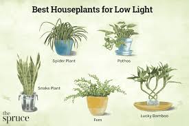 35 Best Low Light Indoor Plants For