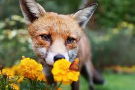 Keep Foxes And Cats Out Of Your Garden