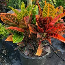 Plantcenter Petra Croton Plant In 10 In Grower Pot