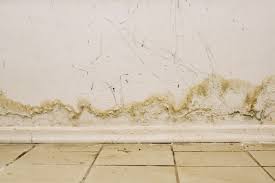 How To Clean Mold After A Flood