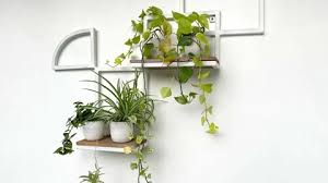 Green Plant In White Wall Pot Stock