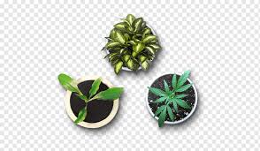 Plant Potted Greenery Png