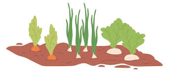 Root Vegetables Growing In Soil Garden