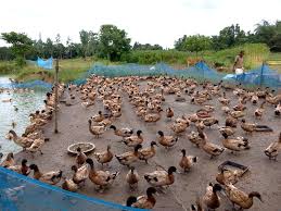 Duck Rearing In India