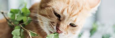Cat Friendly Plants And Plants That