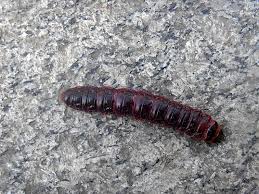 29 Wood Moth Larvae Photos Pictures