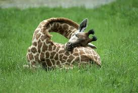 13 Pics Of How Giraffes Sleep In Case