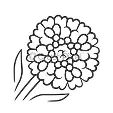 Candytuft Linear Icon Aster Garden