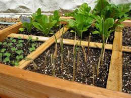 Square Foot Gardening A Simple And