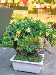 De Gardenia Bonsai Plant Orange 511