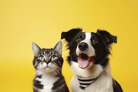 Dog And Cat Stock Photos Images And