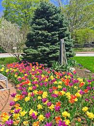 Spring Bulb Displays In The Northeast