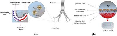 Basement Membrane Properties And Their