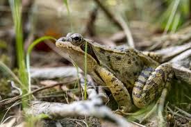 Brown Common Frog Sits On The