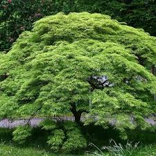 Green Laceleaf Japanese Maple Acer
