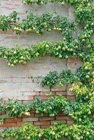 How To Create A Garden Orchard With
