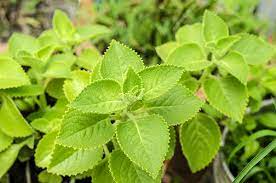Indian Borage Poisoning In Dogs