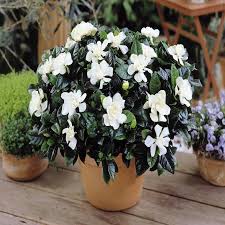 Buy Gardenia Jasminoides Affordable