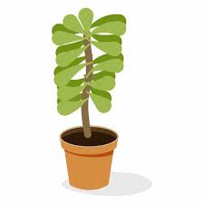 Crassula Plant Ecology Houseplant