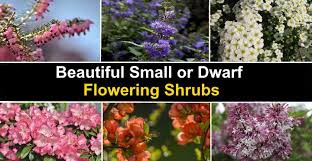 58 Small Or Dwarf Flowering Shrubs