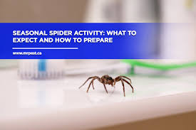 Seasonal Spider Activity What To