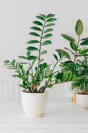 19 Tall Low Light Plants To Grow Indoors
