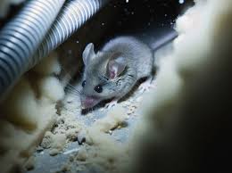 How Do Mice Get In Walls Attics