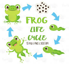 Frog Life Cycle Clipart Pond Animals
