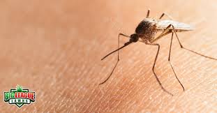 Avoid Mosquito Bites In Summer Big