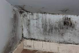 Get Rid Of Mold In Your Basement In 8