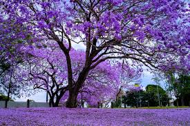 The Best Australian Flowering Trees