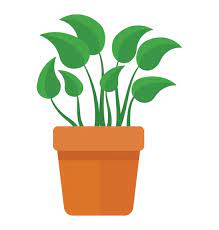 Afresh Leafy Plant Thin Stem