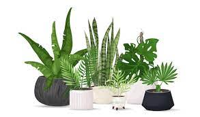 Indoor Plants Png Vectors