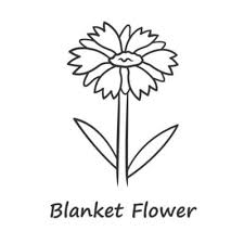 Blanket Flower Linear Icon Gaillardia