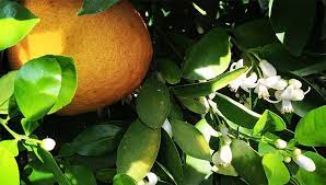 Growing Citrus In Planters Oranges