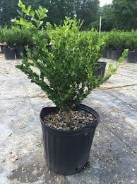 Japanese Boxwood Wintergreen Boxwood