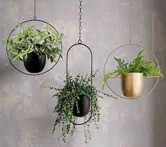 Hanging Plants Ideas Tips Vases And