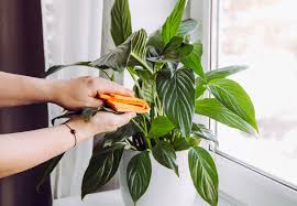 Growth Recovery For Plants That Won T