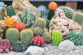 40 Types Of Cactus For Your Home Best