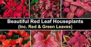 50 Red Leaf Houseplants Including