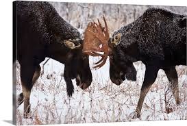 Moose Fighting Gaspesie National Park