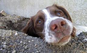 Dog Digging Deter Bunnings