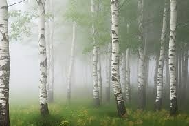 Birch Trees In Fog Background Gangwon