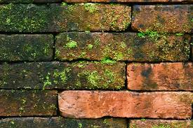 How To Remove Moss From Brick In 3