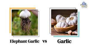 Garlic Clove Vs Garlic Bulb Are They