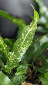 Houseplant Diseases