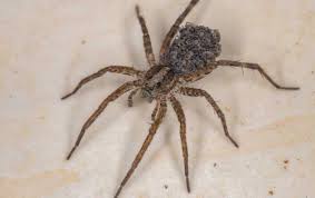 Wolf Spiders Miche Pest Control